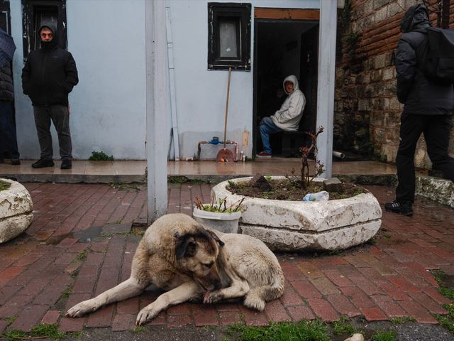 Dogs
