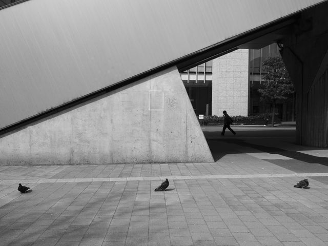 Urban Wildlife