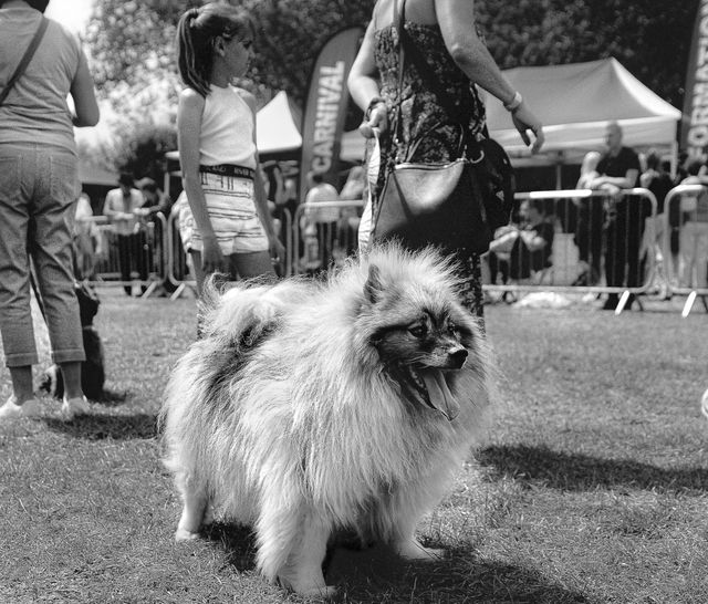 Dogs