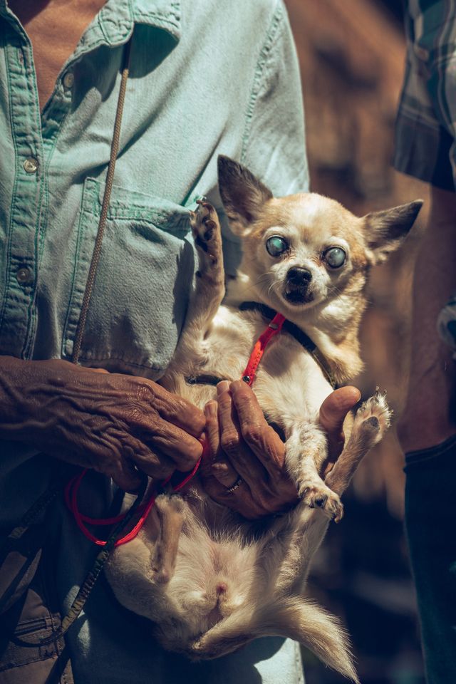 Dogs