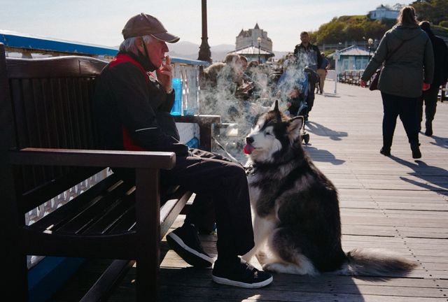 Dogs