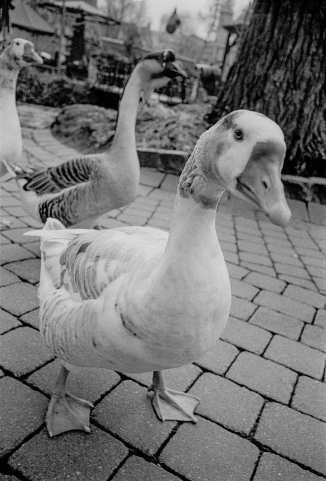 Urban Wildlife