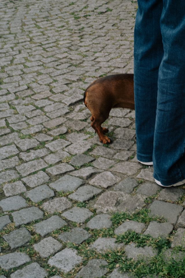 Dogs