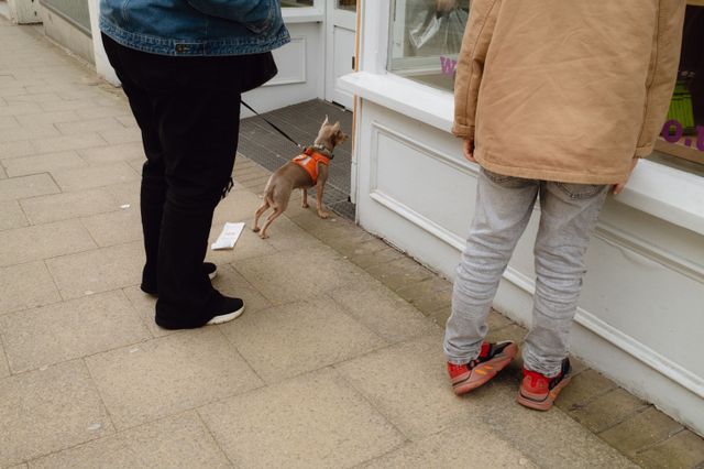 Dogs
