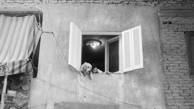 Dogs