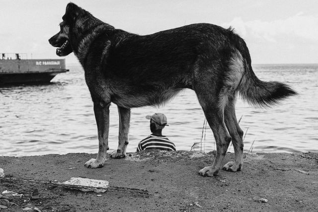 Dogs