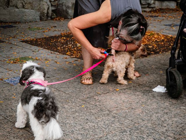 Dogs