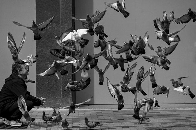 Urban Wildlife