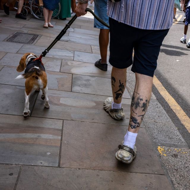 Dogs