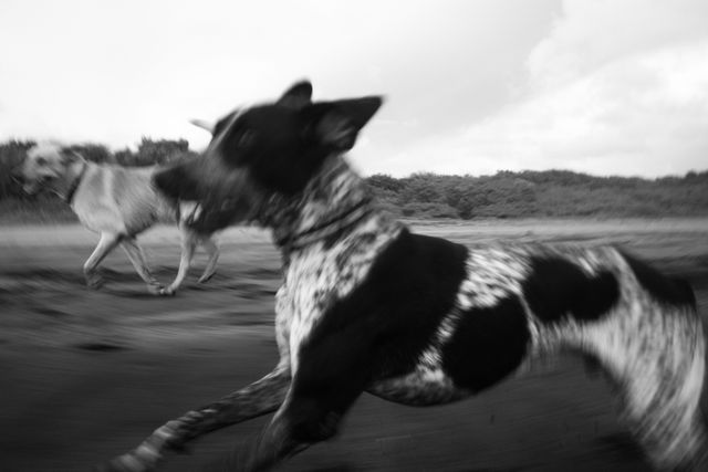 Dogs