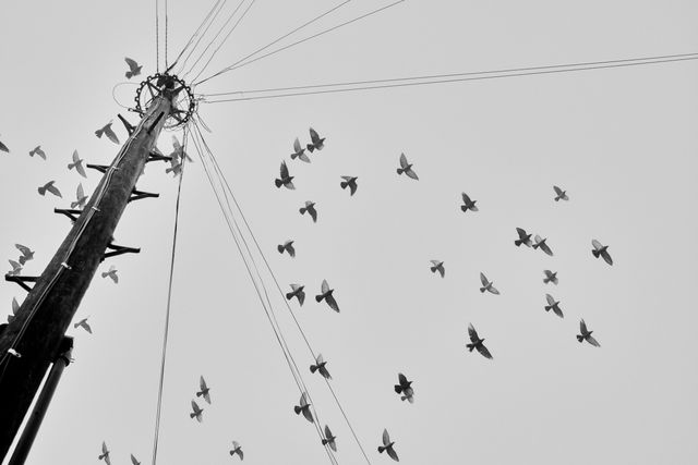 Black and White