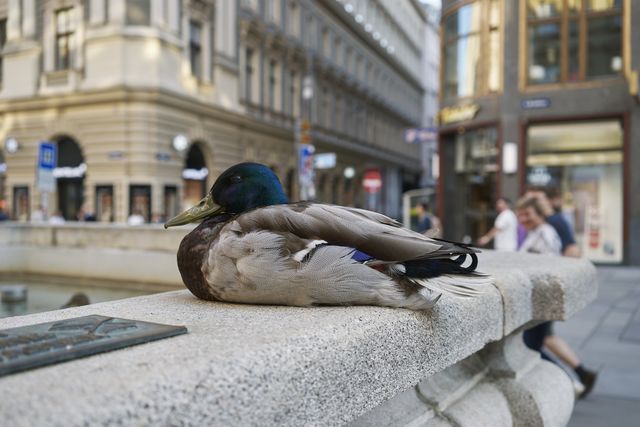 Urban Wildlife
