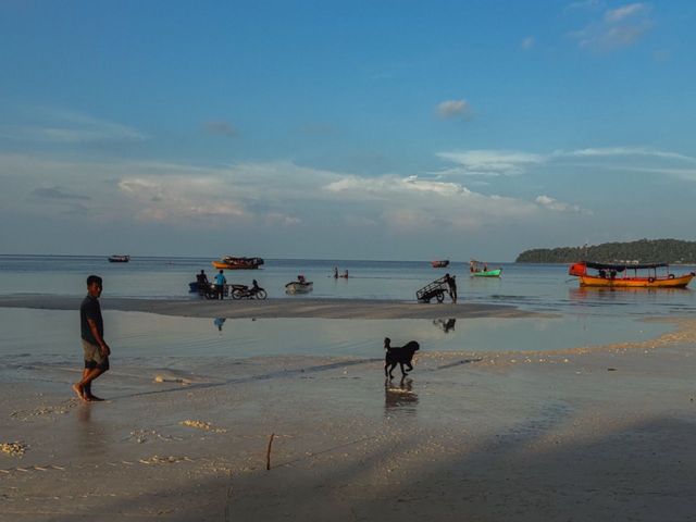 Dogs