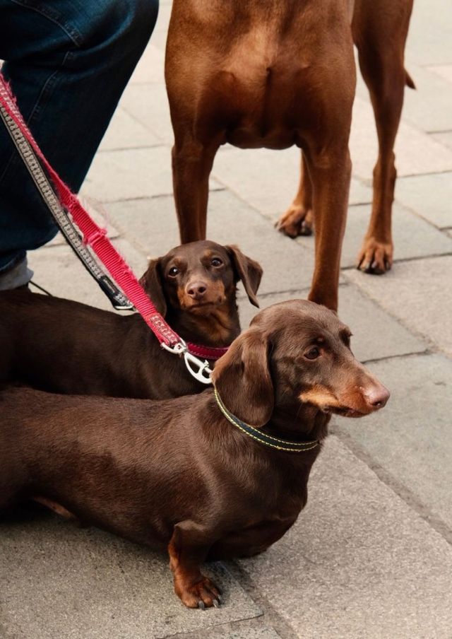 Dogs