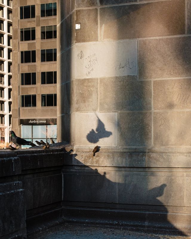 Urban Wildlife