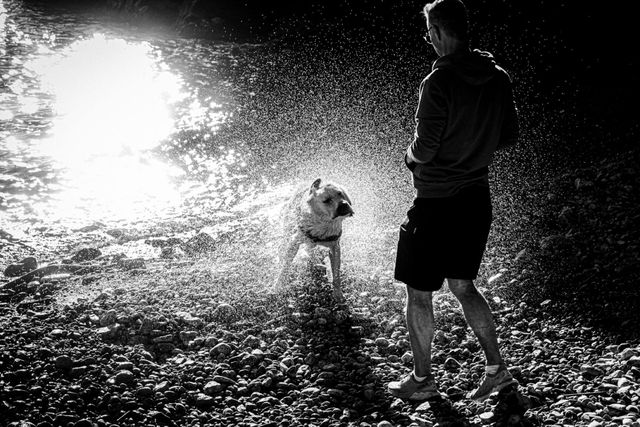 Dogs