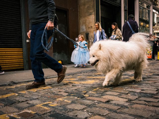 Dogs
