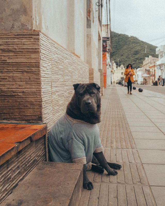 Dogs