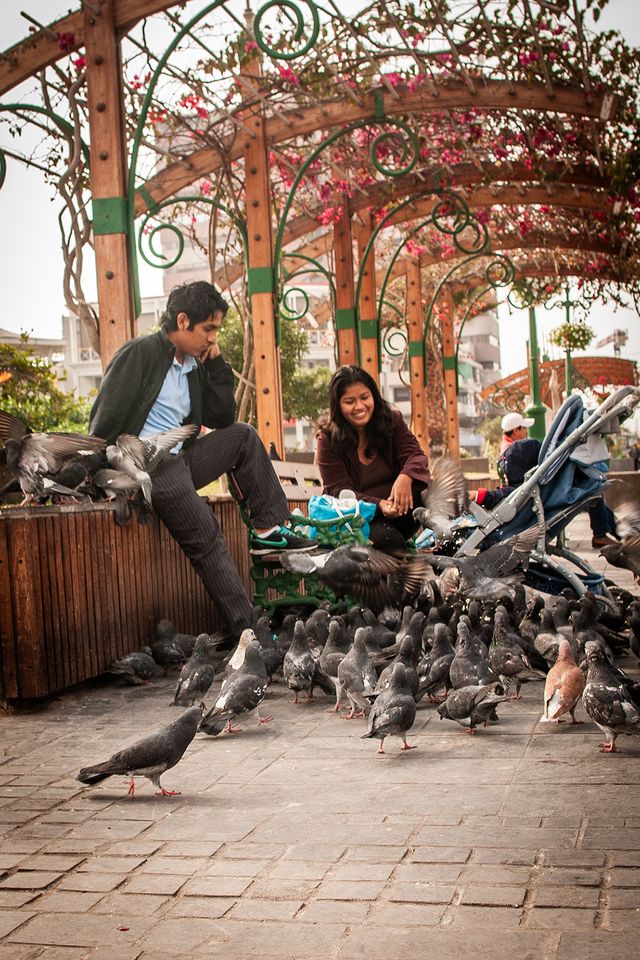 Urban Wildlife