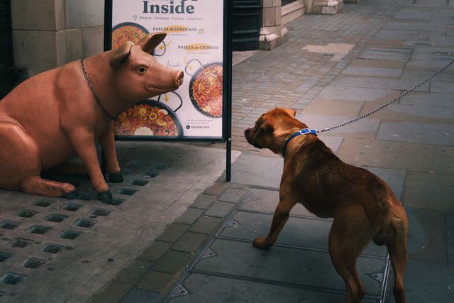 Dogs