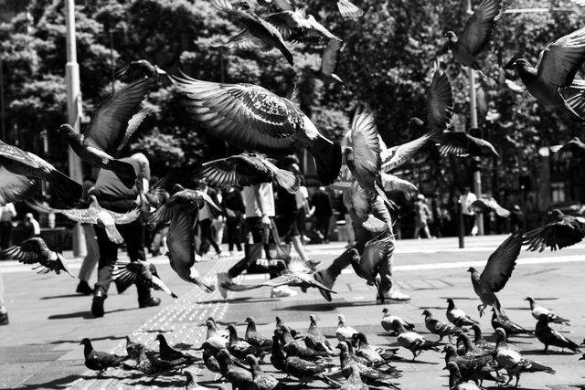 Urban Wildlife