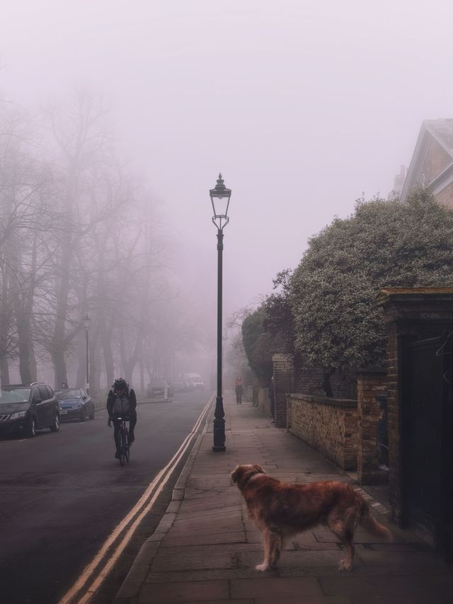 Dogs