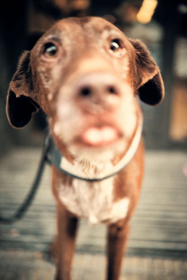 Dogs
