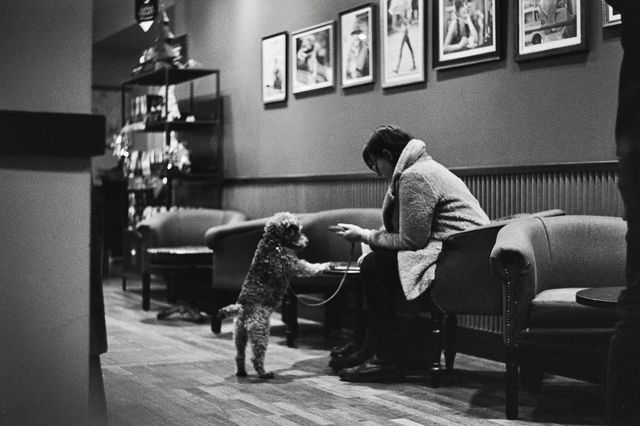 Dogs