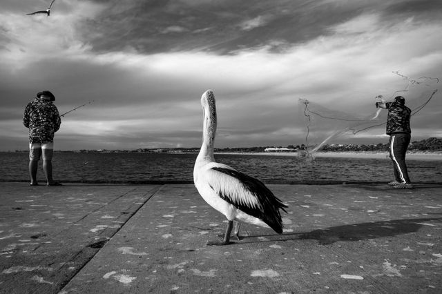 Urban Wildlife