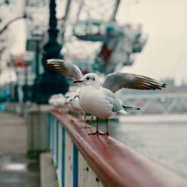 Urban Wildlife