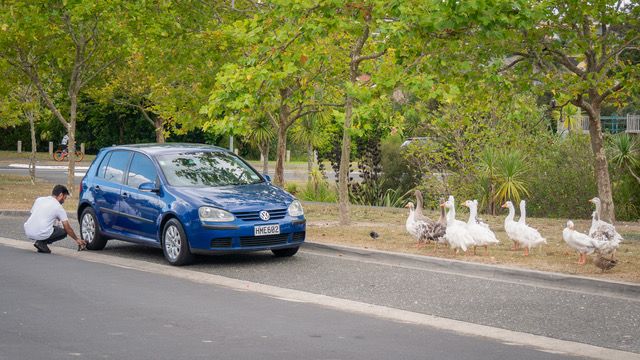 Urban Wildlife
