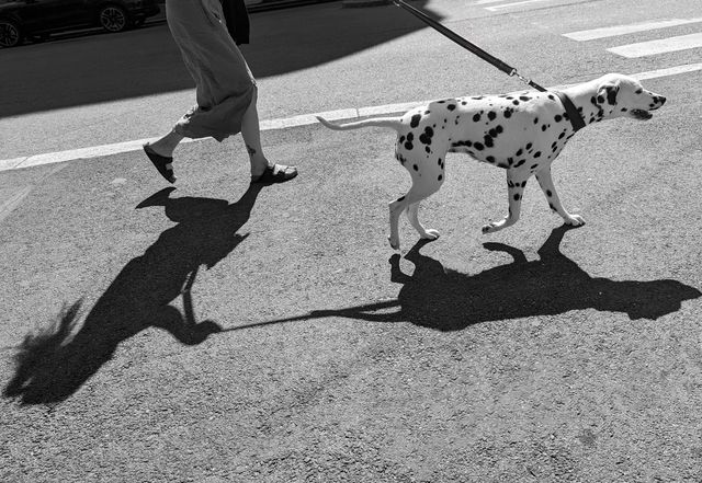 Shadows