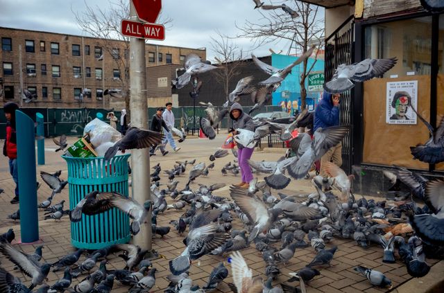 Urban Wildlife