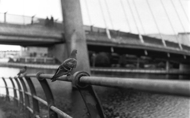 Urban Wildlife