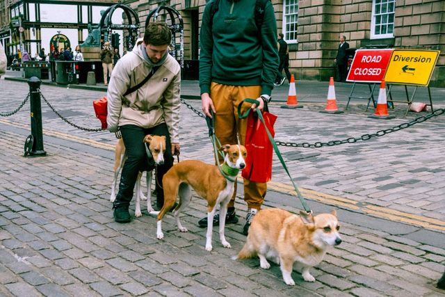 Dogs