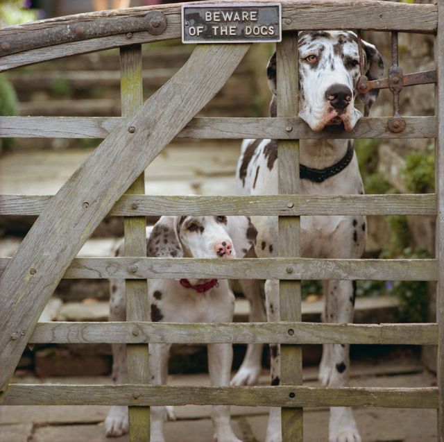 Dogs