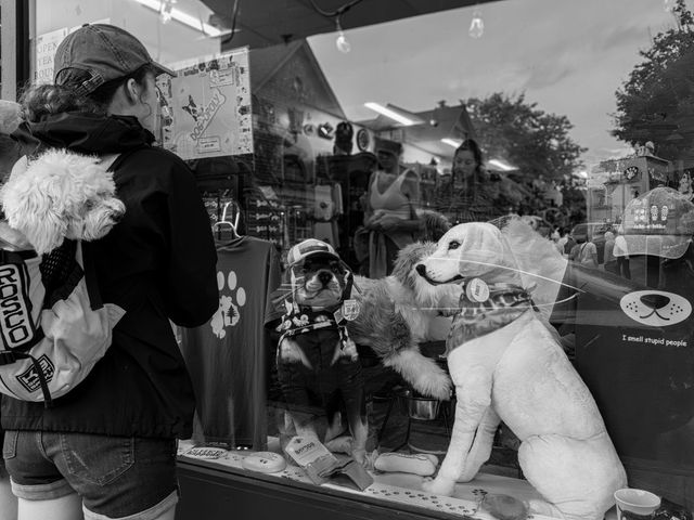 Dogs