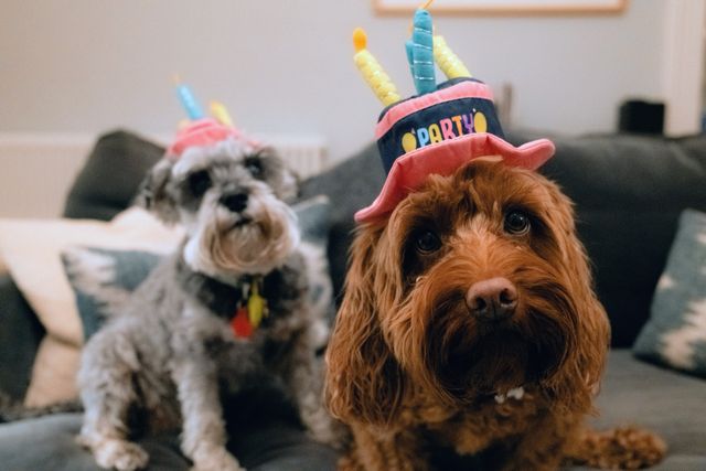 Dogs