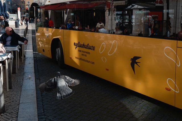 Urban Wildlife