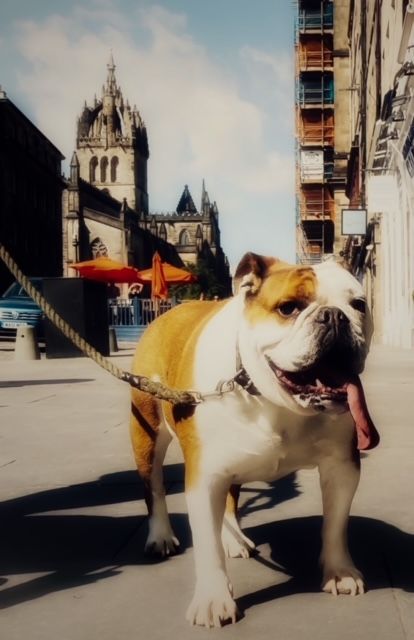Dogs