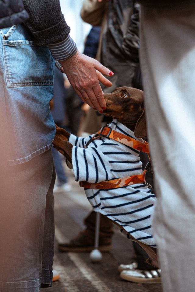 Dogs