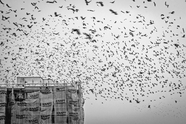 Urban Wildlife