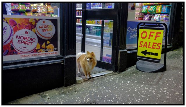 Dogs