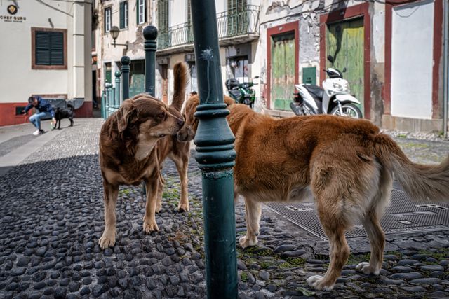 Dogs
