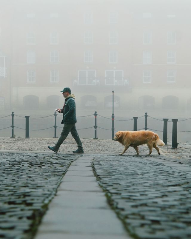 Dogs