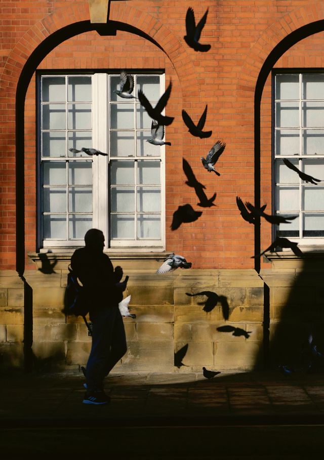 Urban Wildlife