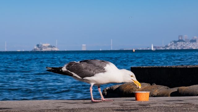 Urban Wildlife