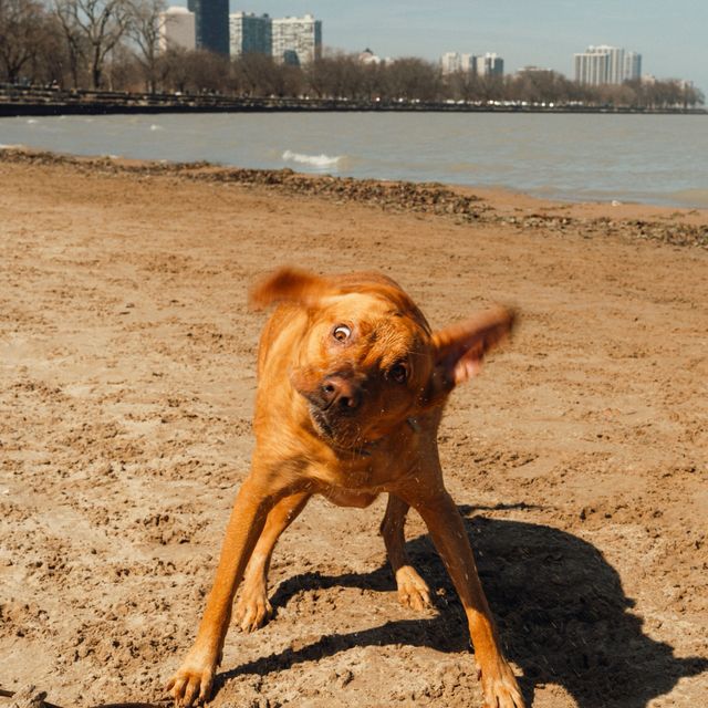Dogs