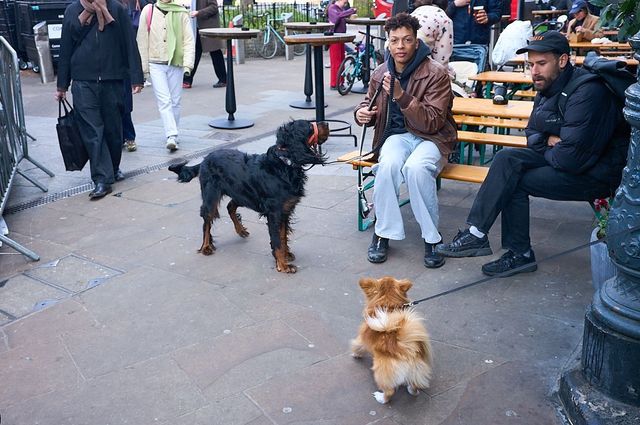 Dogs