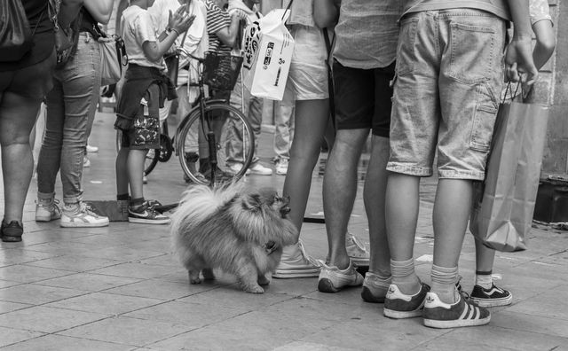 Dogs